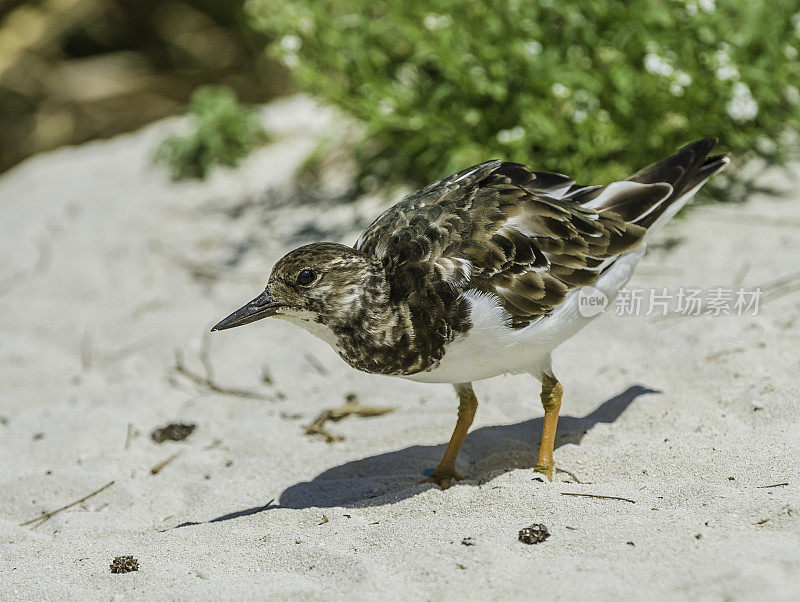 红Turnstone (Arenaria翻译)是一种小型涉水鸟。它现在被分类在鹬科蜈蚣科。Papahānaumokuākea海洋国家纪念碑，中途岛，中途岛环礁，夏威夷群岛